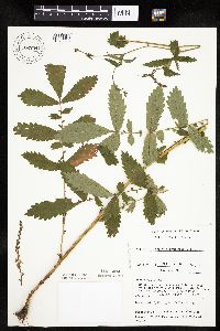Agrimonia gryposepala image