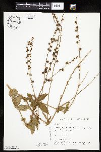 Agrimonia gryposepala image