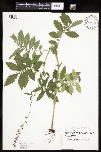Agrimonia gryposepala image