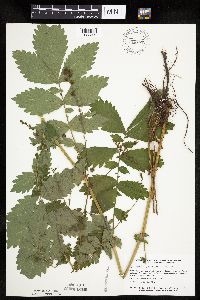 Agrimonia gryposepala image
