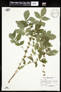 Agrimonia gryposepala image