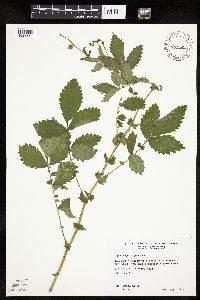 Agrimonia gryposepala image