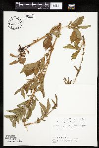 Agrimonia gryposepala image