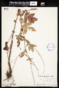Agrimonia gryposepala image