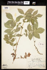 Agrimonia gryposepala image
