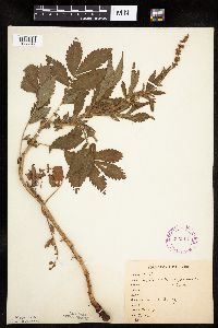 Agrimonia gryposepala image