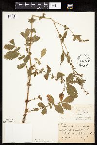 Agrimonia gryposepala image