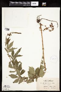 Agrimonia gryposepala image