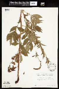 Agrimonia gryposepala image