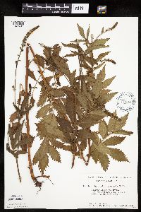 Agrimonia gryposepala image