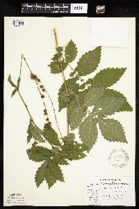 Agrimonia gryposepala image