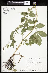 Agrimonia gryposepala image