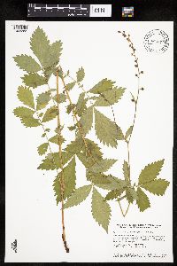 Agrimonia gryposepala image