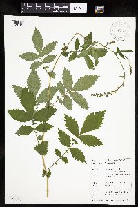 Agrimonia gryposepala image