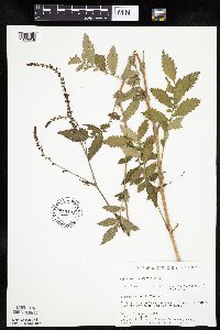 Agrimonia gryposepala image