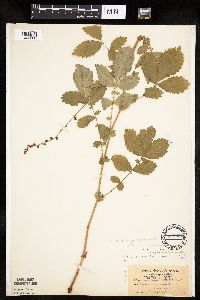 Agrimonia gryposepala image