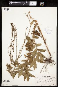 Agrimonia gryposepala image