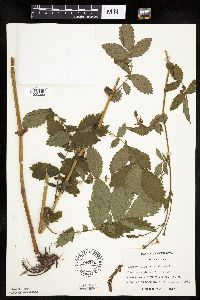 Agrimonia gryposepala image