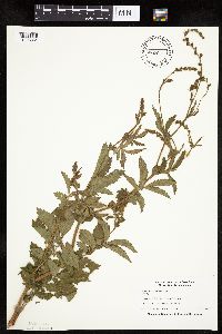 Agrimonia gryposepala image