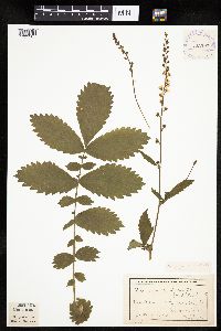 Agrimonia gryposepala image
