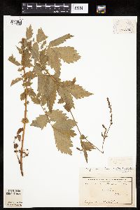 Agrimonia gryposepala image