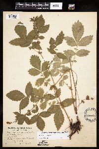 Agrimonia gryposepala image