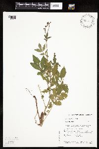 Agrimonia pubescens image