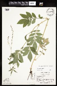 Agrimonia pubescens image
