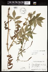 Agrimonia pubescens image