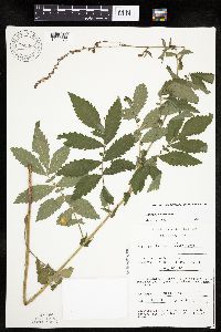 Agrimonia pubescens image