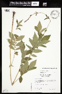 Agrimonia pubescens image