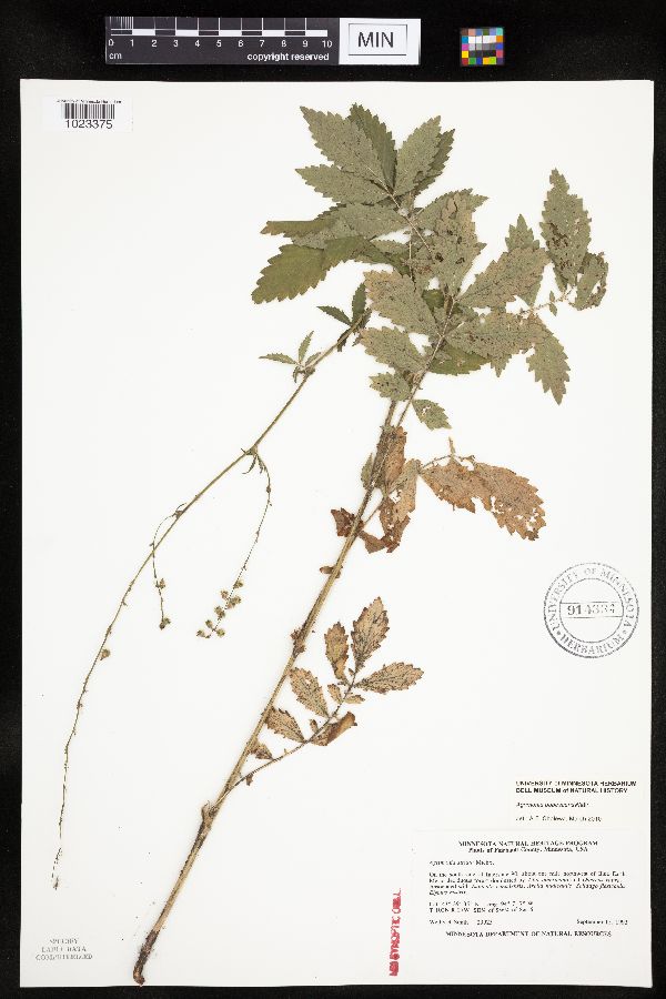 Agrimonia pubescens image