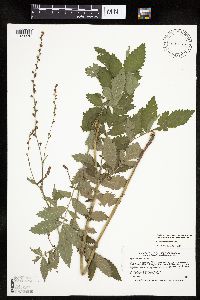 Agrimonia pubescens image