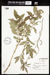Agrimonia pubescens image