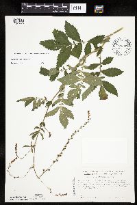 Agrimonia pubescens image