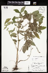 Agrimonia gryposepala image