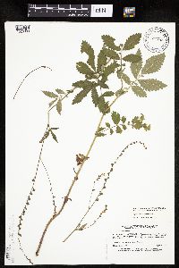 Agrimonia pubescens image
