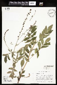 Agrimonia pubescens image