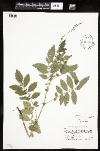 Agrimonia pubescens image
