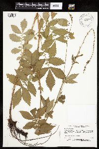 Agrimonia striata image