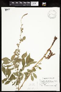 Agrimonia striata image