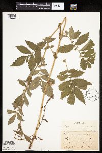 Agrimonia striata image