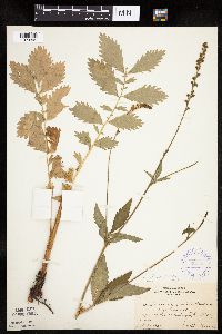 Agrimonia striata image