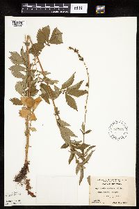 Agrimonia striata image