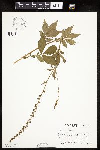 Agrimonia striata image