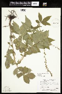 Agrimonia striata image