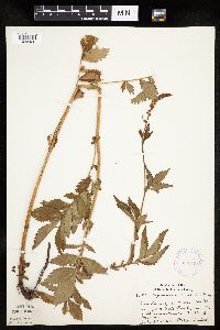 Agrimonia striata image