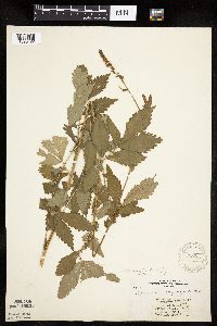 Agrimonia striata image