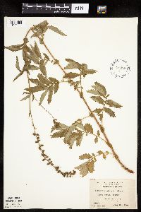 Agrimonia striata image