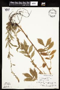 Agrimonia striata image